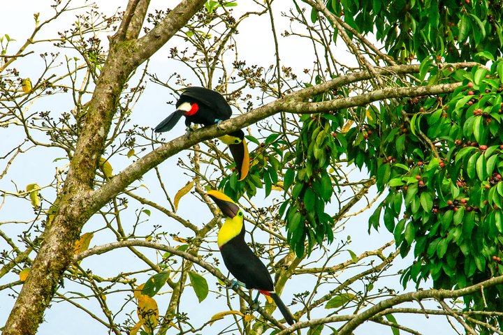 Wildlife Encounters in La Fortuna: A Nature Lover’s Paradise